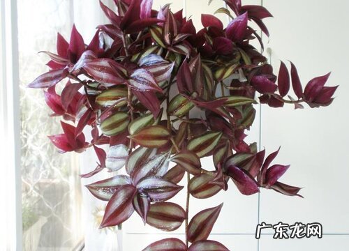紫罗兰多少钱一盆