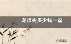 龙须树多少钱一盆
