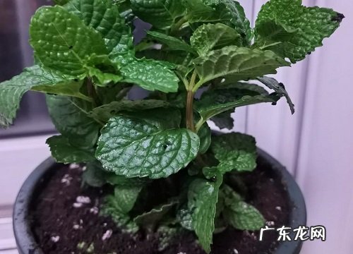 薄荷多少钱一盆