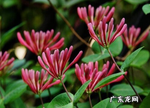 金银花哪个品种好