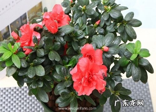 映山红几月份开花 一年开几次花