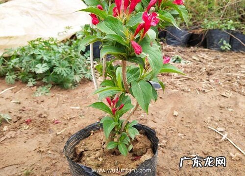 五彩锦带什么时候开花