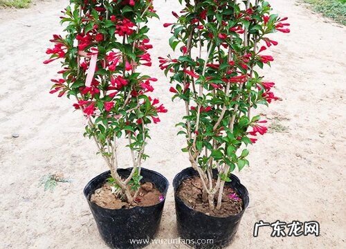 五彩锦带什么时候开花