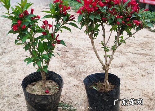 五彩锦带什么时候开花