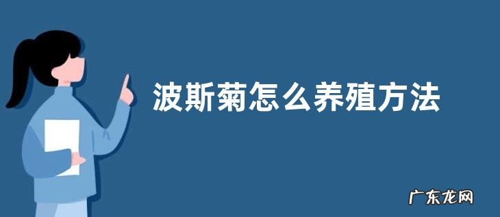 波斯菊怎么养殖方法