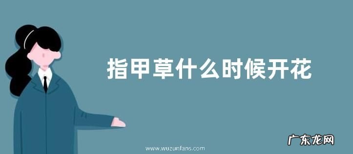 指甲草什么时候开花