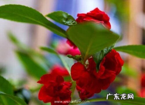 指甲草什么时候开花