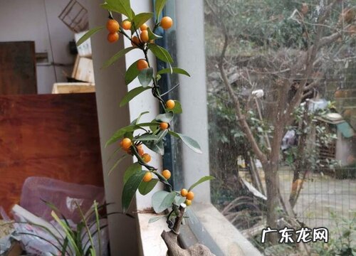 金豆什么时候开花