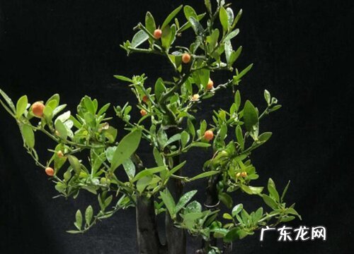 金豆什么时候开花