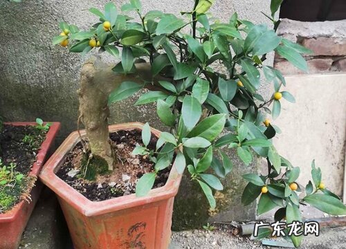 金豆什么时候开花