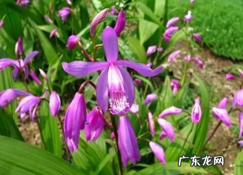 白芨长什么样子