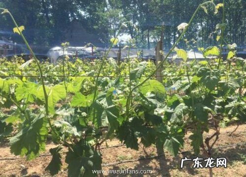 阳光玫瑰耐寒吗