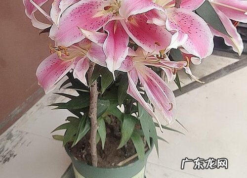 百合一年开几次花
