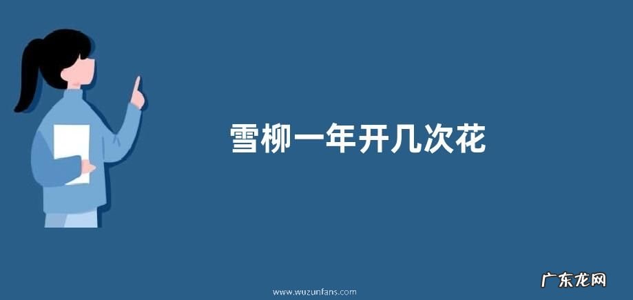 雪柳一年开几次花