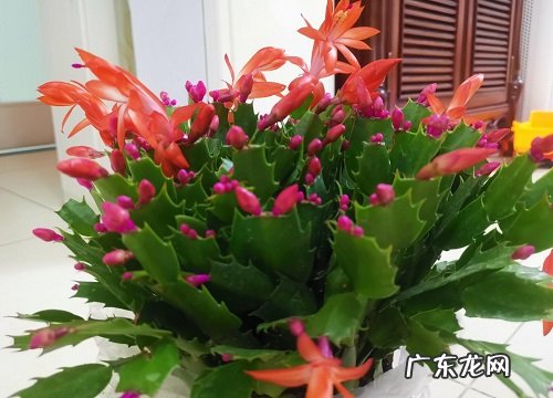 蟹爪兰多久浇一次水