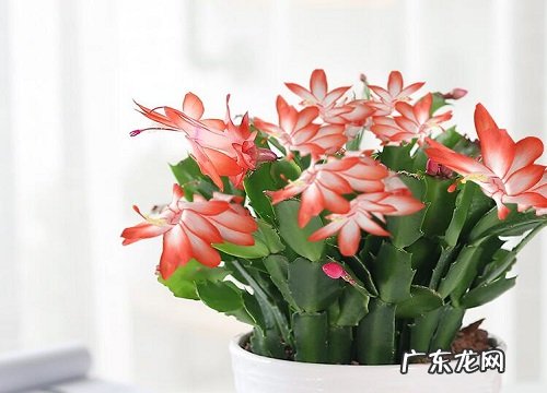 蟹爪兰多久浇一次水