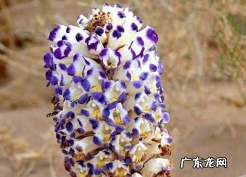 肉苁蓉长什么样子