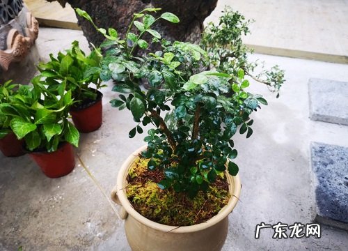 九里香一年开几次花