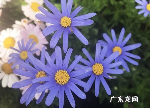 雏菊秋天开花吗