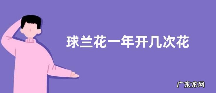 球兰花一年开几次花