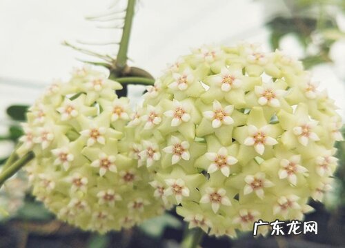 球兰花一年开几次花