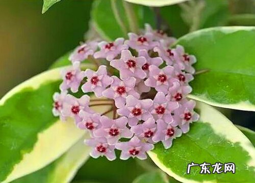 球兰花一年开几次花