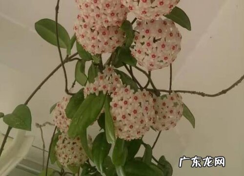 球兰花一年开几次花