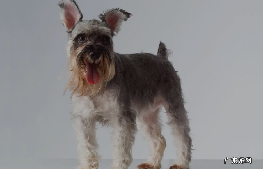 缺乏了一些微量元素 雪纳瑞身上有白色皮屑怎么回事