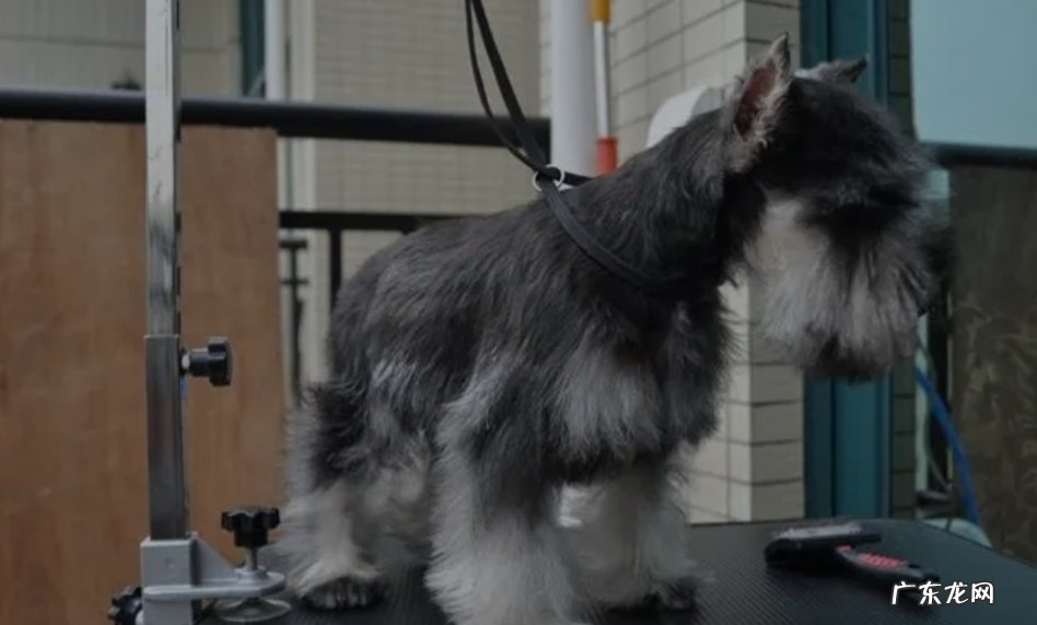 缺乏了一些微量元素 雪纳瑞身上有白色皮屑怎么回事