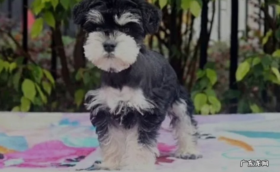 缺乏了一些微量元素 雪纳瑞身上有白色皮屑怎么回事