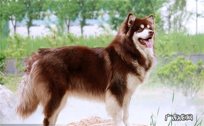 哈士奇 哪些狗狗爱拆家不听话?