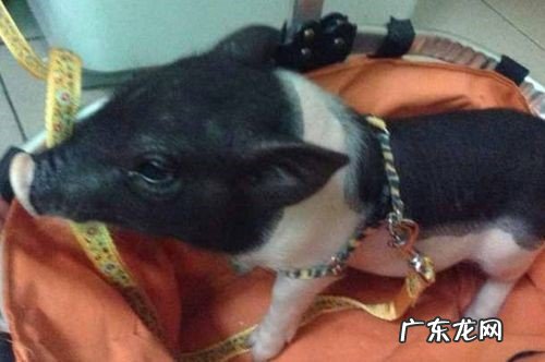 正确训练 宠物猪总是乱拉尿怎么办