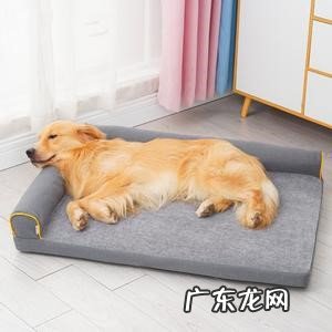 长期训练 怎样让狗狗睡自己的窝