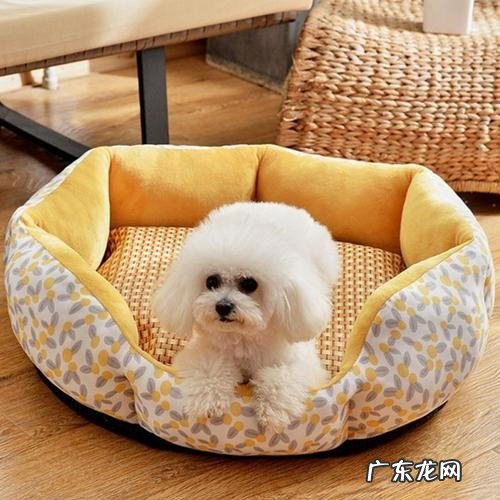 长期训练 怎样让狗狗睡自己的窝