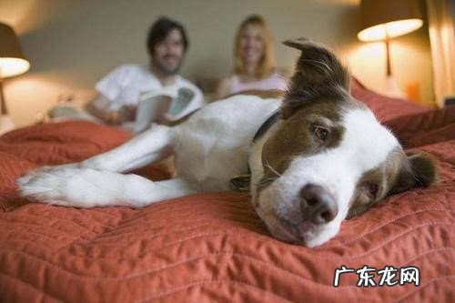 长期训练 怎样让狗狗睡自己的窝