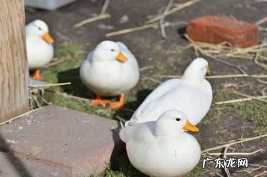 进行引导 柯尔鸭如何训练定点上厕所