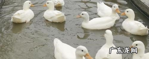 进行引导 柯尔鸭如何训练定点上厕所