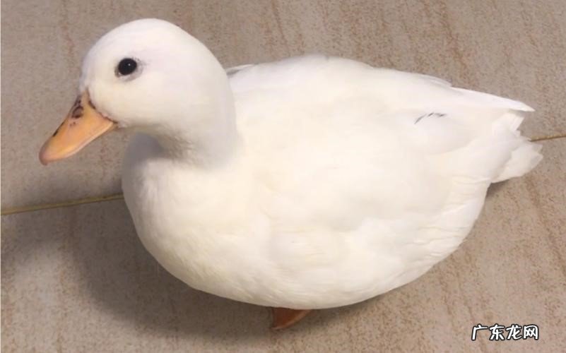 进行引导 柯尔鸭如何训练定点上厕所