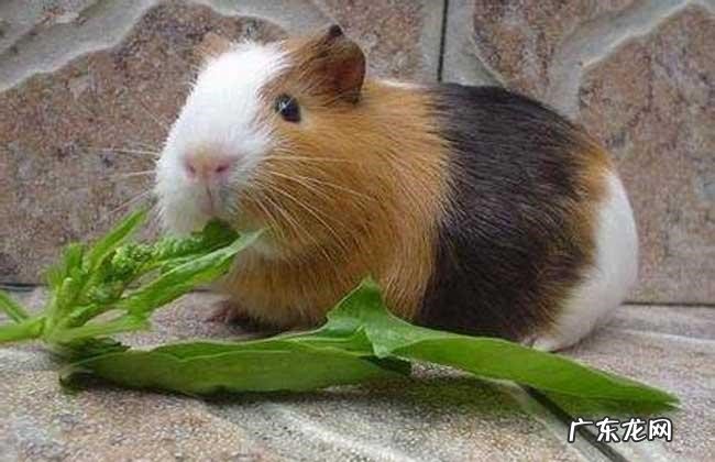 一定要擦干 豚鼠洗澡注意事项