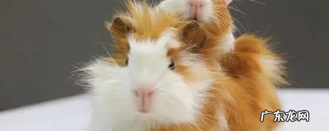 一定要擦干 豚鼠洗澡注意事项