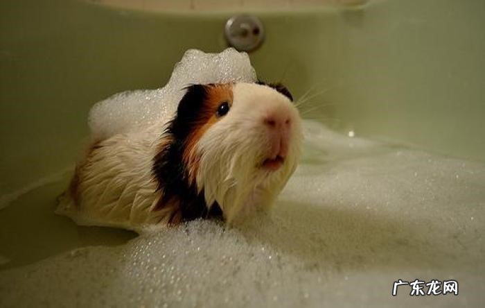 一定要擦干 豚鼠洗澡注意事项