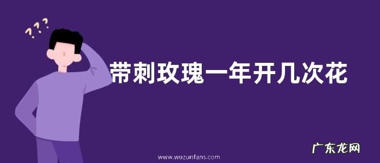 带刺玫瑰一年开几次花