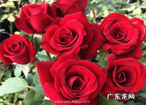 带刺玫瑰一年开几次花