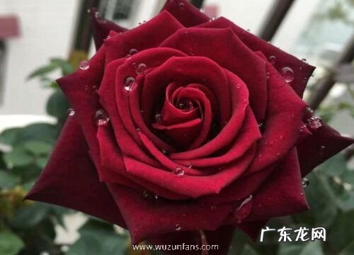 带刺玫瑰一年开几次花