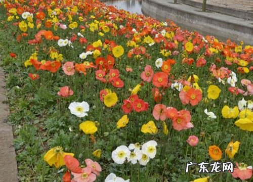 虞美人是一年生还是多年生