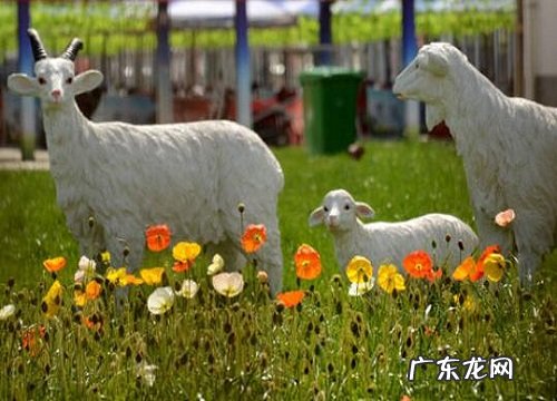 虞美人是一年生还是多年生