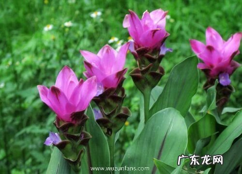 生姜开花吗 开的花什么样子