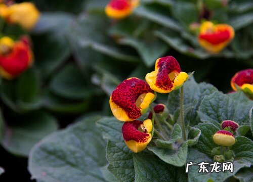 荷包花一年开几次花