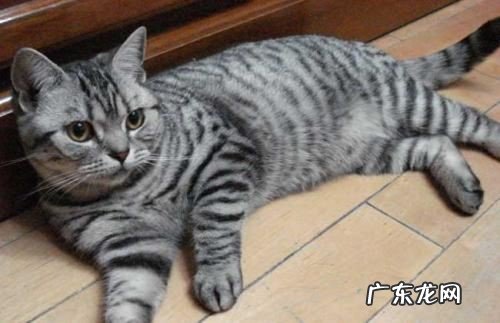 给猫咪洗澡 美短猫毛发黄怎么办