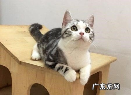 给猫咪洗澡 美短猫毛发黄怎么办